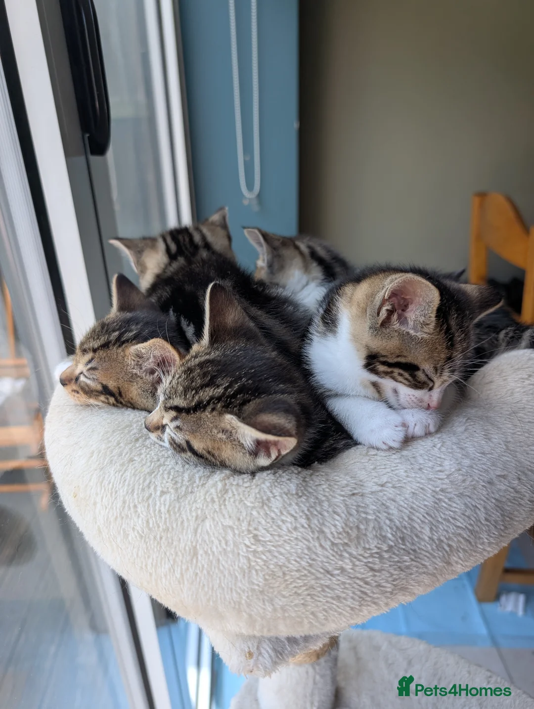 British Shorthair cats for sale: Beautiful British Short Hair Kittens for Sale in Ilford - Advert 2