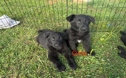 German Shepherd dogs for sale: German shepherd puppies  - Image 7