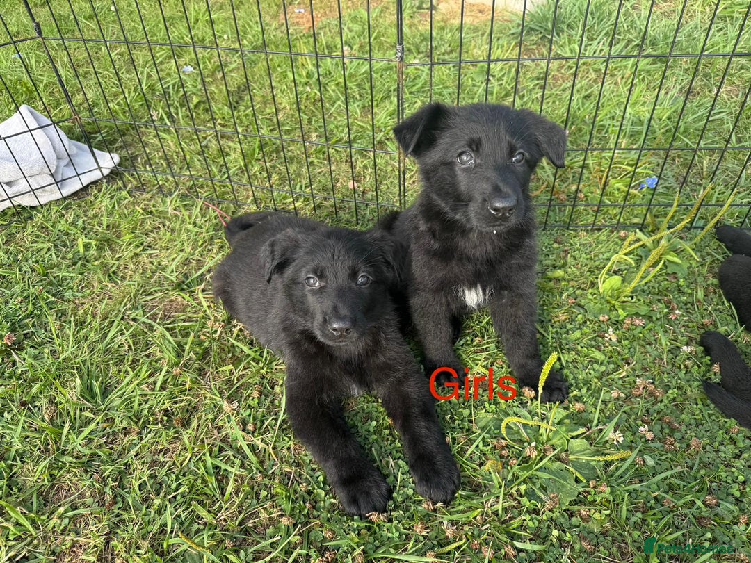 German Shepherd dogs for sale: German shepherd puppies  - Image 7