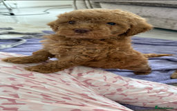 Cockapoo dogs for sale: F1bb petite cockerpoos  - Image 4