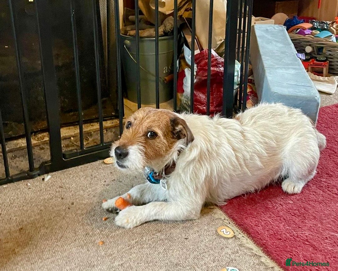 Jack Russell dogs for sale: Georgeous Jack Russell Puppy boy  in Tunbridge Wells - Image 36