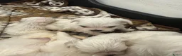 Bichon Frise dogs for sale: Bichon Maltese For sale in Ilford - Advert 5