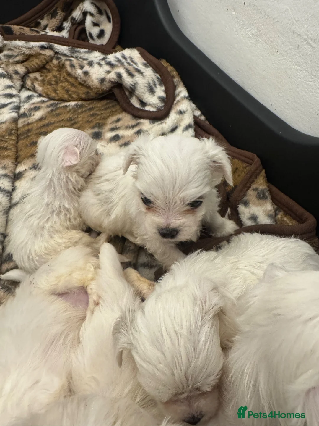 Bichon Frise dogs for sale: Bichon Maltese For sale in Ilford - Advert 5
