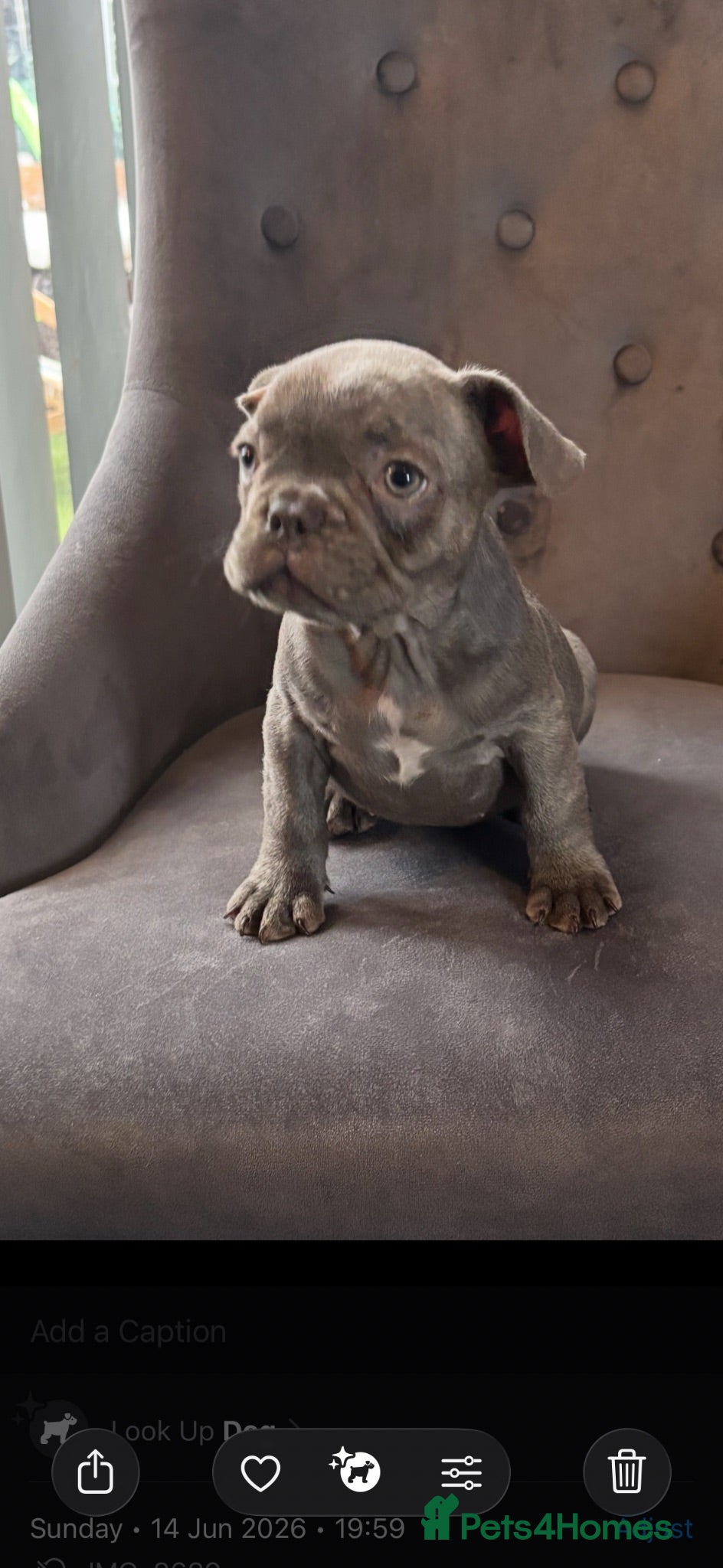 French Bulldog dogs French bulldog puppies  - Advert 4