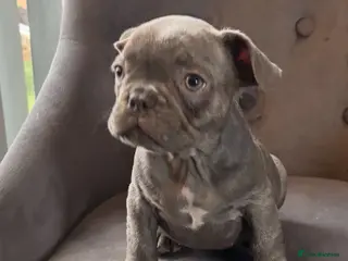 French Bulldog dogs French bulldog puppies - Advert 4