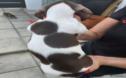 Dachshund dogs for sale: Beautiful piebald and dapple dachshund puppies  - Image 9
