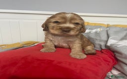 Cocker Spaniel dogs for sale: Show cocker spaniel puppies viewings this weekend! - Image 21