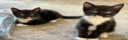 Mixed Breed cats for sale: Playful kittens - Advert 4