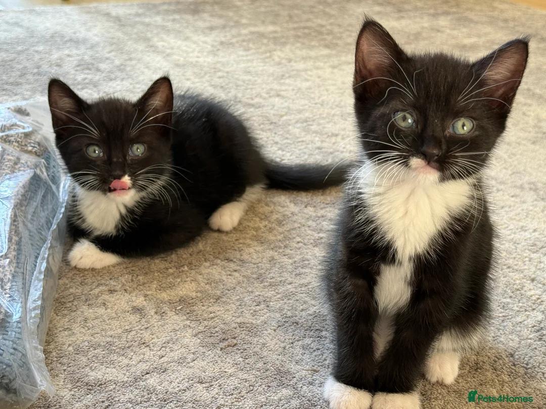 Mixed Breed cats for sale: Playful kittens - Advert 4