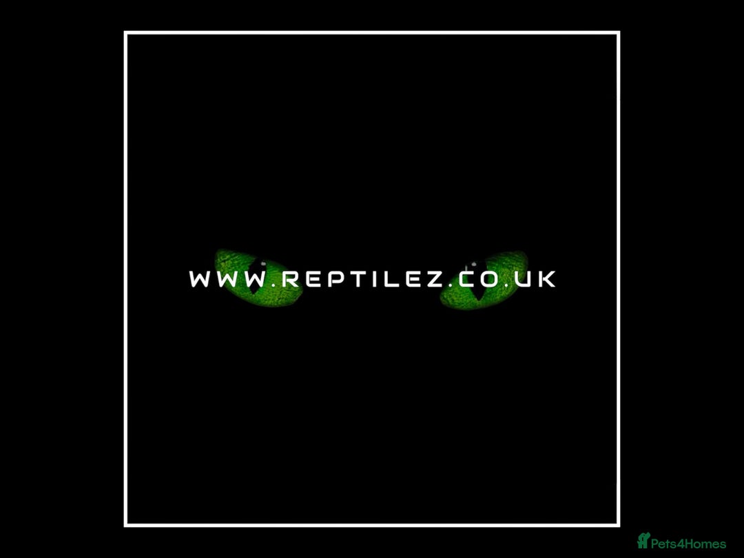 Chameleon reptiles for sale: CHAMELEON BABIES - Advert 4