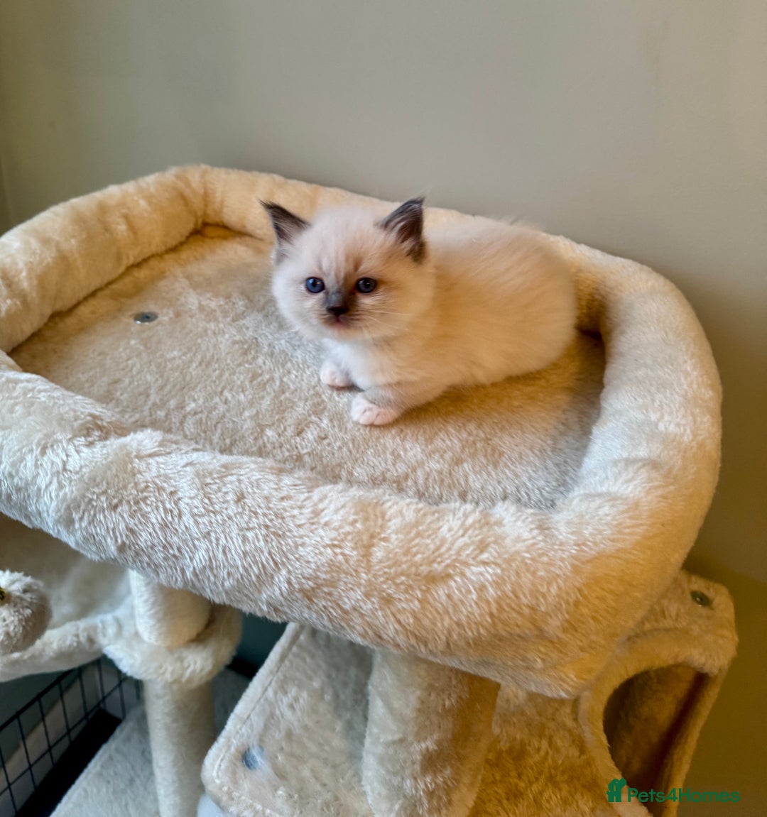 Ragdoll cats for sale: Pure bred blue & lilac point Ragdoll kittens  - Advert 8