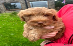 Labradoodle dogs for sale: Beautiful healthy labradoodle puppies  - Image 6