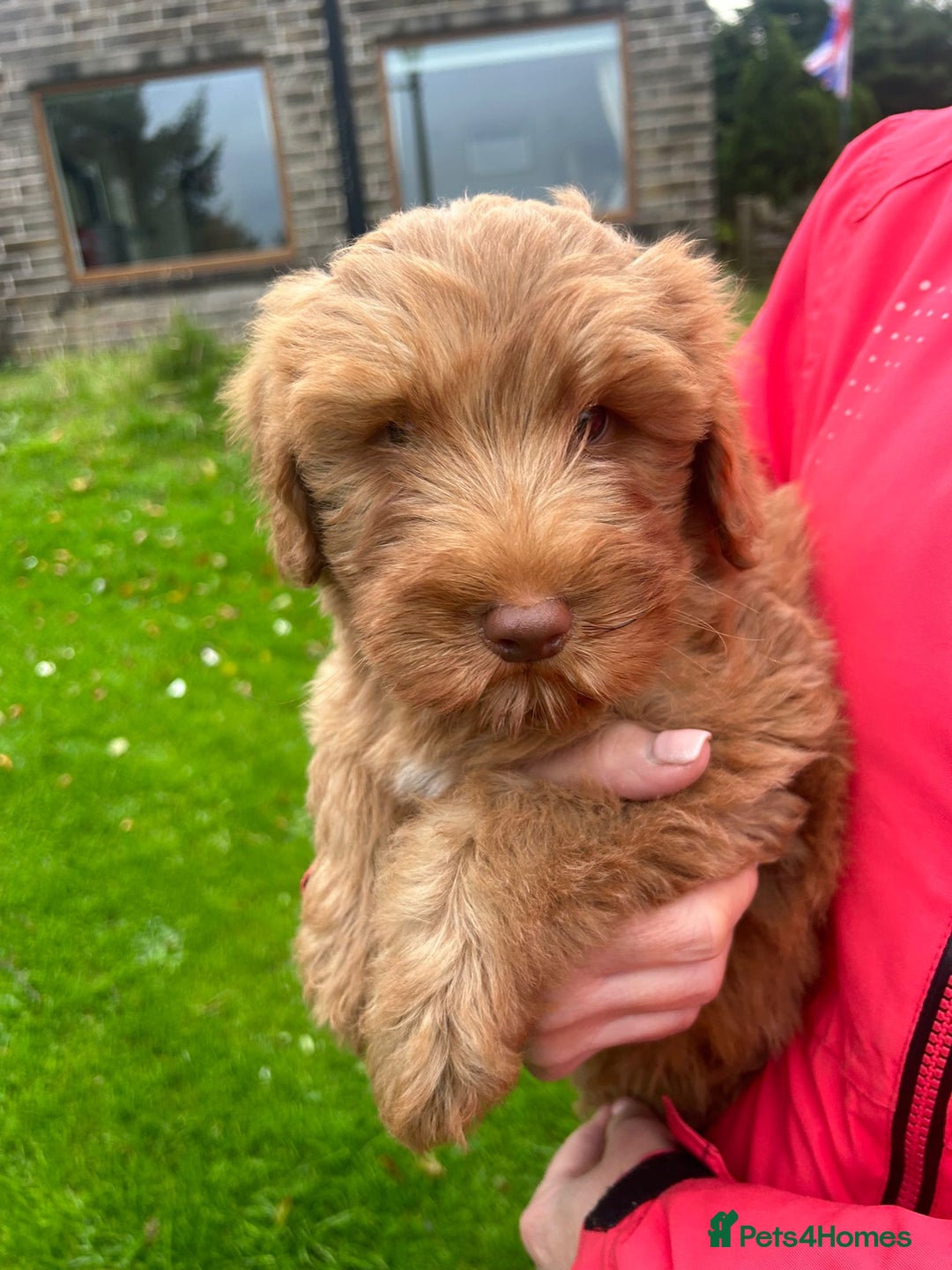 Labradoodle dogs for sale: Beautiful healthy labradoodle puppies  - Image 6