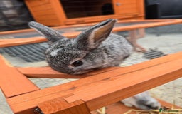 Lionhead rabbits for sale: Lionhead x - Image 10