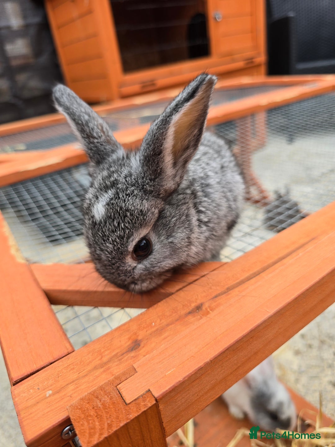 Lionhead rabbits for sale: Lionhead x - Image 10