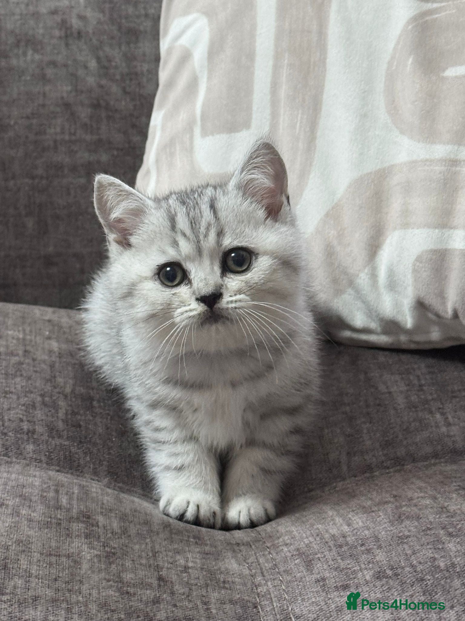 British Shorthair cats TICA Registered BSH Kittens - Advert 10