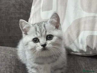 British Shorthair cats TICA Registered BSH Kittens - Advert 10