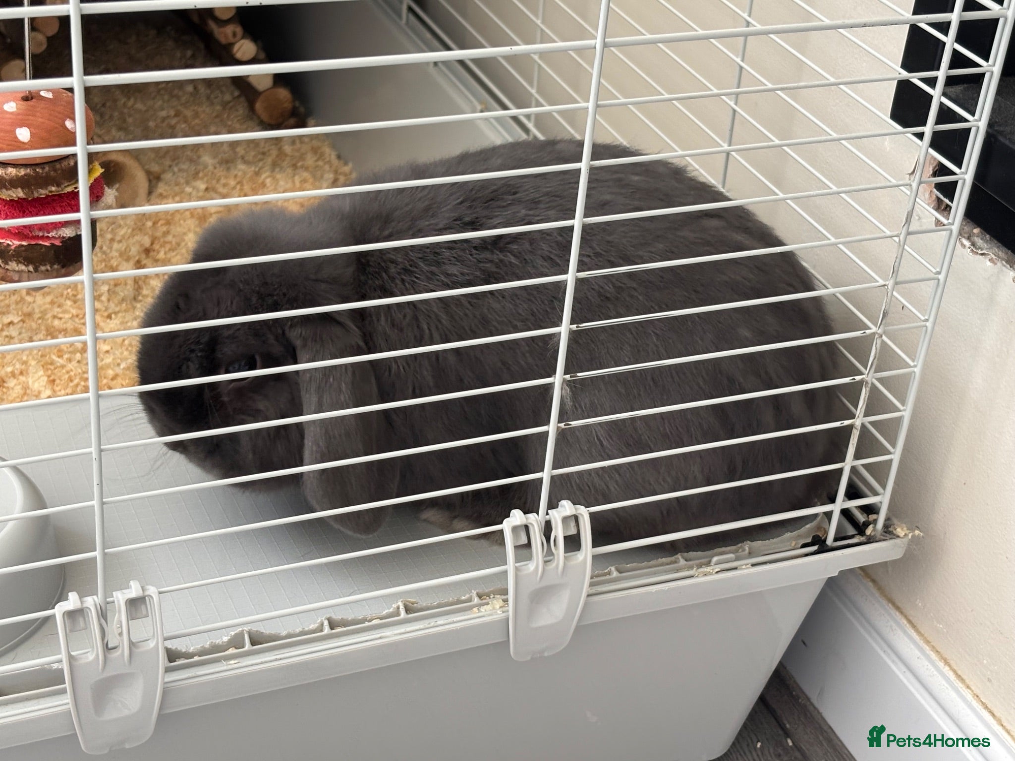 Mixed Breed rabbits Rabbit  - Advert 2