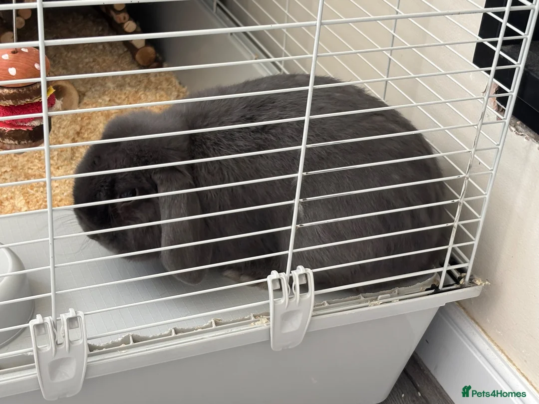 Mixed Breed rabbits for sale: Rabbit  - Advert 1