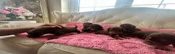 Cocker Spaniel dogs for sale: Beautiful working cockers  - Advert 15