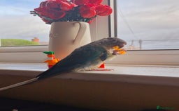 Conures birds for sale: 4 Month Old Turquoise Green Cheeked Conure - Advert 5