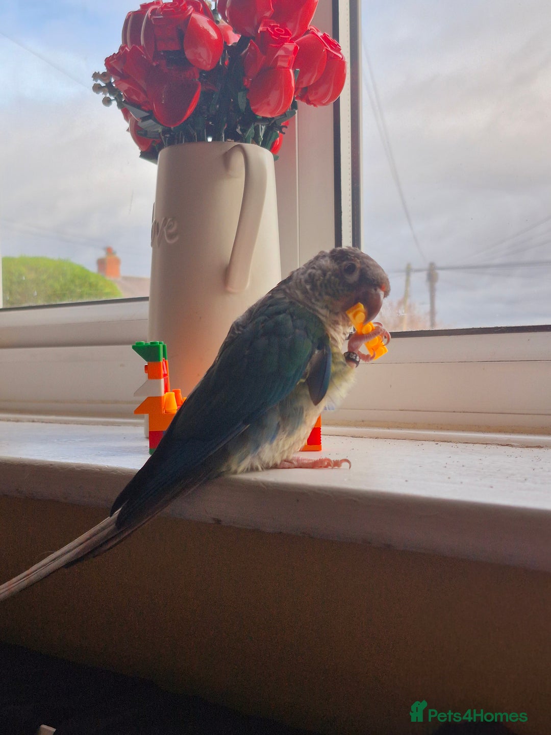 Conures birds for sale: 4 Month Old Turquoise Green Cheeked Conure - Advert 5