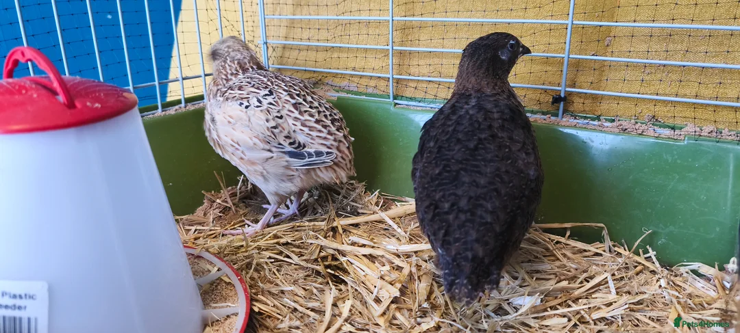 Quail poultry for sale: Two Male Coturnix Quails (Hatched: 14th of March) in Rochford - Advert 4