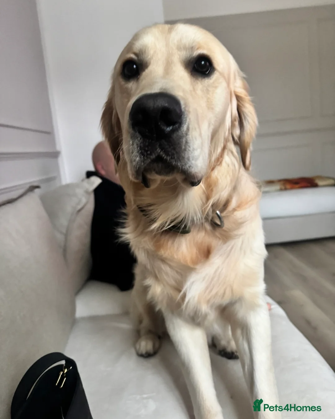 Golden Retriever dogs for stud: Show type KC registered, golden retriever for stud - Advert 4