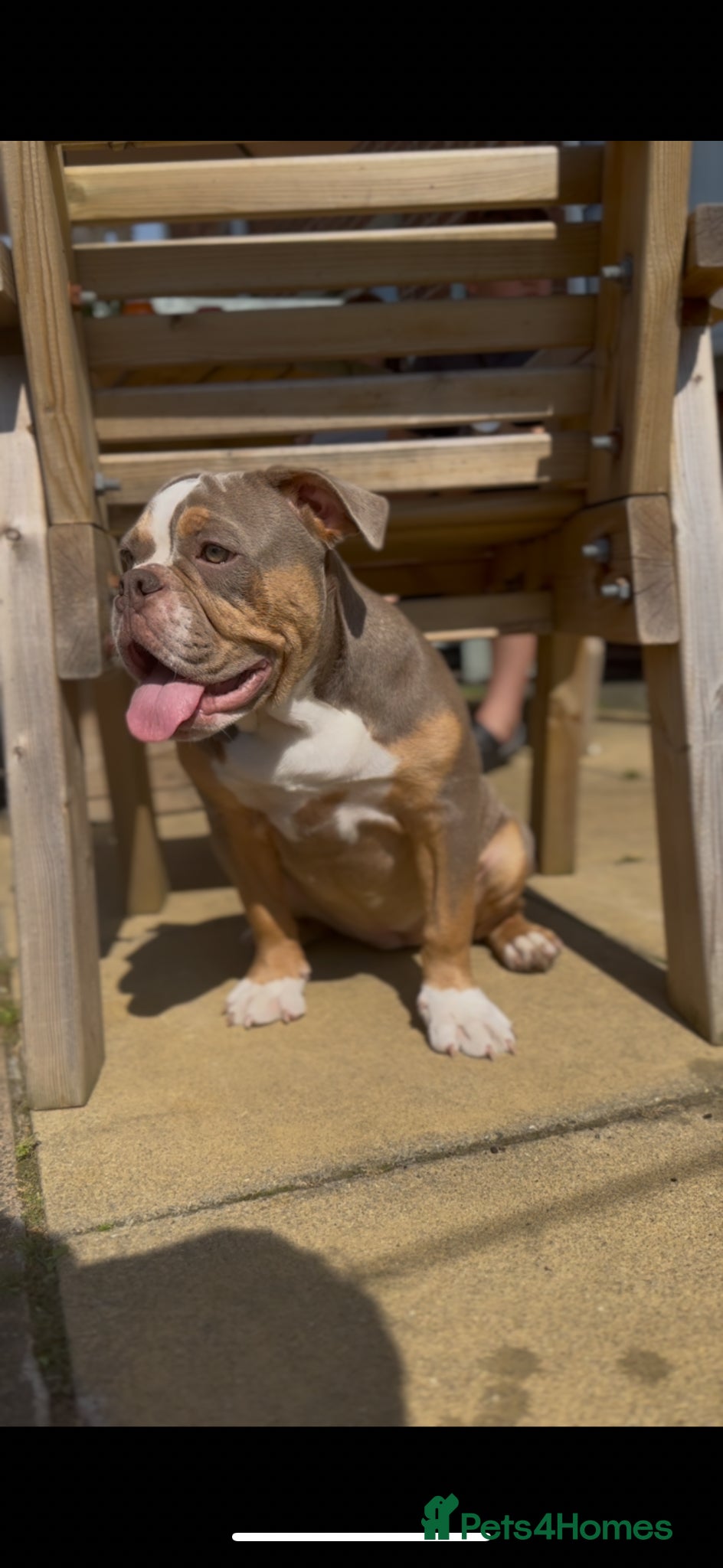 Olde English Bulldogge dogs 🏡 Loving Home Needed For My Beautiful Girl - Advert 3