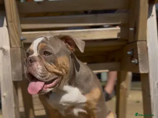 Olde English Bulldogge dogs 🏡 Loving Home Needed For My Beautiful Girl - Advert 13