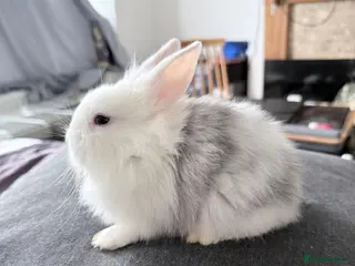 Lionhead rabbits BEAUTIFUL LIONHEAD BABY FOR SALE - Advert 2