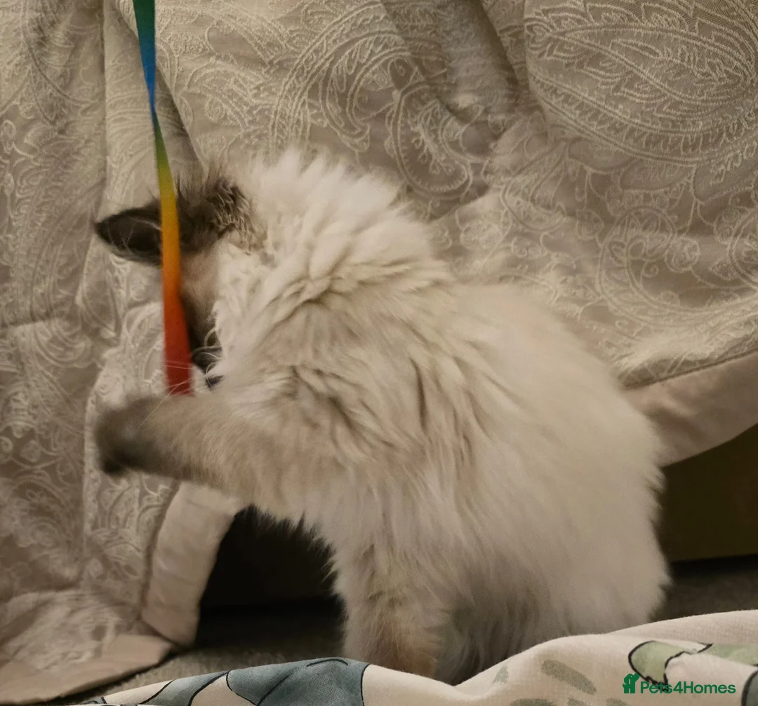 Ragdoll cats for sale: Ragdoll - Advert 12