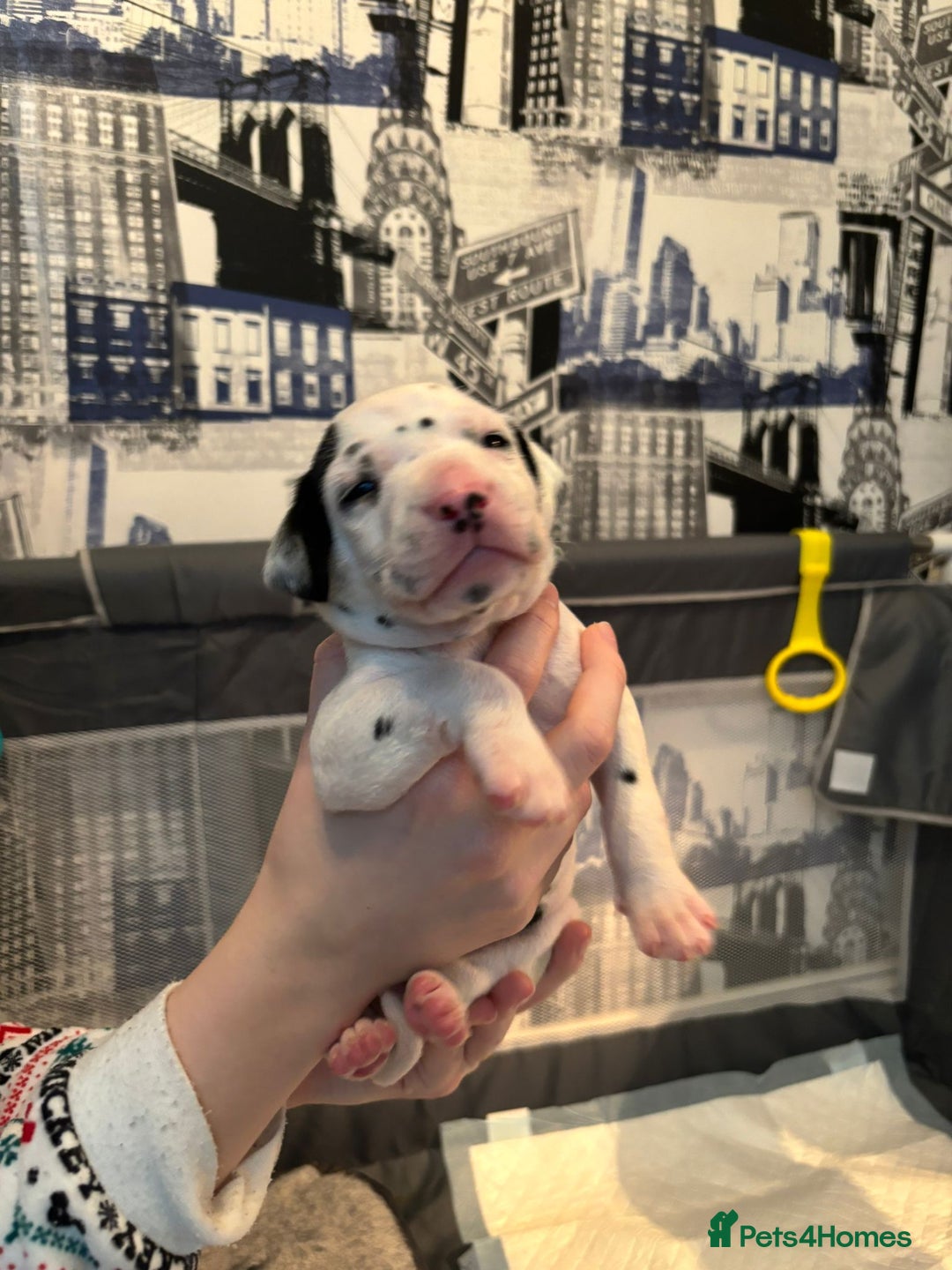 Dalmatian dogs for sale: beautiful dalmatian puppies - Advert 25