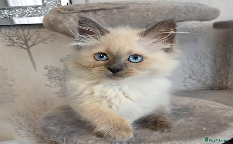 Siberian cats - Advert 1