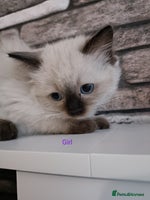 Ragdoll cats Pure lovely ragdoll 🐱 - Advert 10