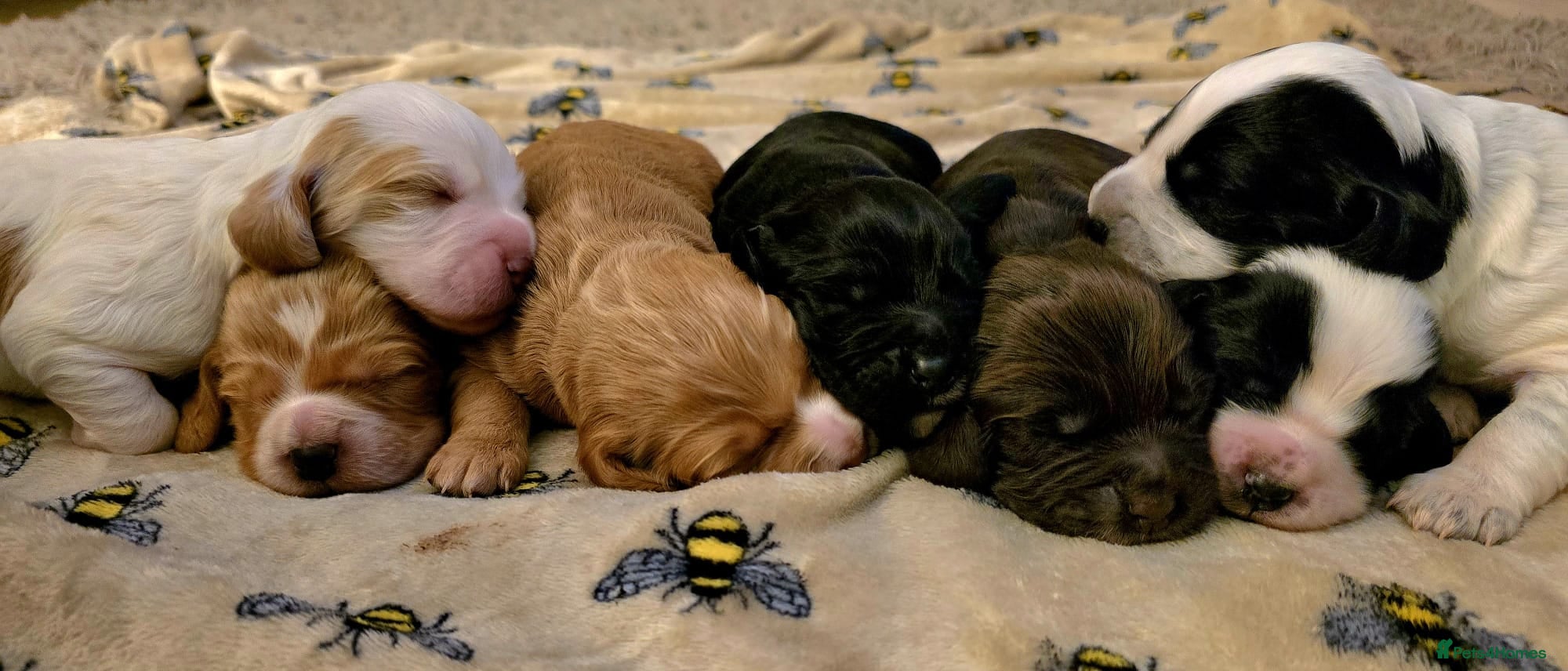 Cocker Spaniel dogs 🐶🐾 Exceptional Cocker Spaniel Puppies 🐾🐶 - Advert 3