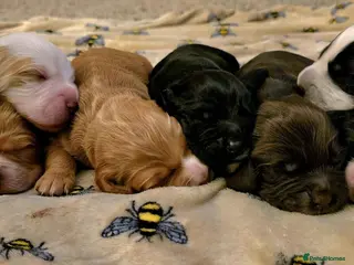 Cocker Spaniel dogs 🐶🐾 Exceptional Cocker Spaniel Puppies 🐾🐶 - Advert 3
