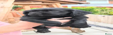 Cocker Spaniel 3