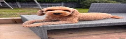 Cockapoo dogs for sale: Cockapoo girl Sadly looking for her forever home  - Advert 10