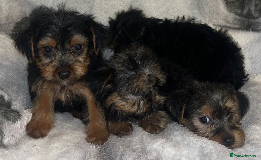Yorkshire Terrier dogs for sale: Yorkshire Terrier Puppies  - Advert 1