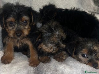 Yorkshire Terrier dogs Yorkshire Terrier Puppies - Advert 3