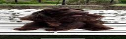 Cocker Spaniel dogs for sale: Top Quality Show cocker pups - Advert 29