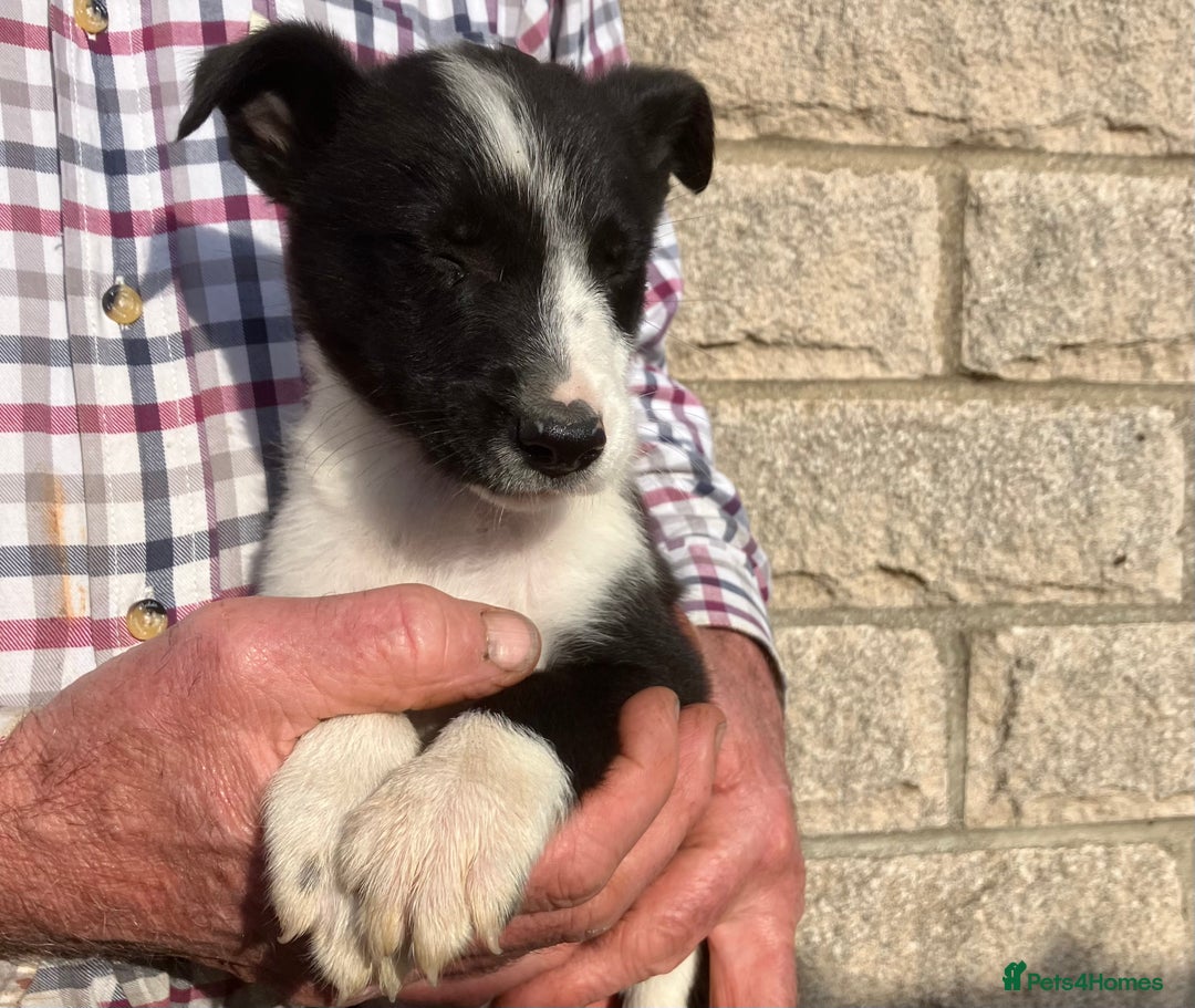 Border Collie dogs for sale: Pure border collies ready now  - Image 25