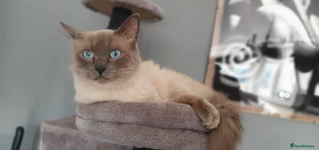 Ragdoll cats for sale: BLUE POINT RAGDOLL FEMALE KITTEN *AVAILABLE* - Advert 11