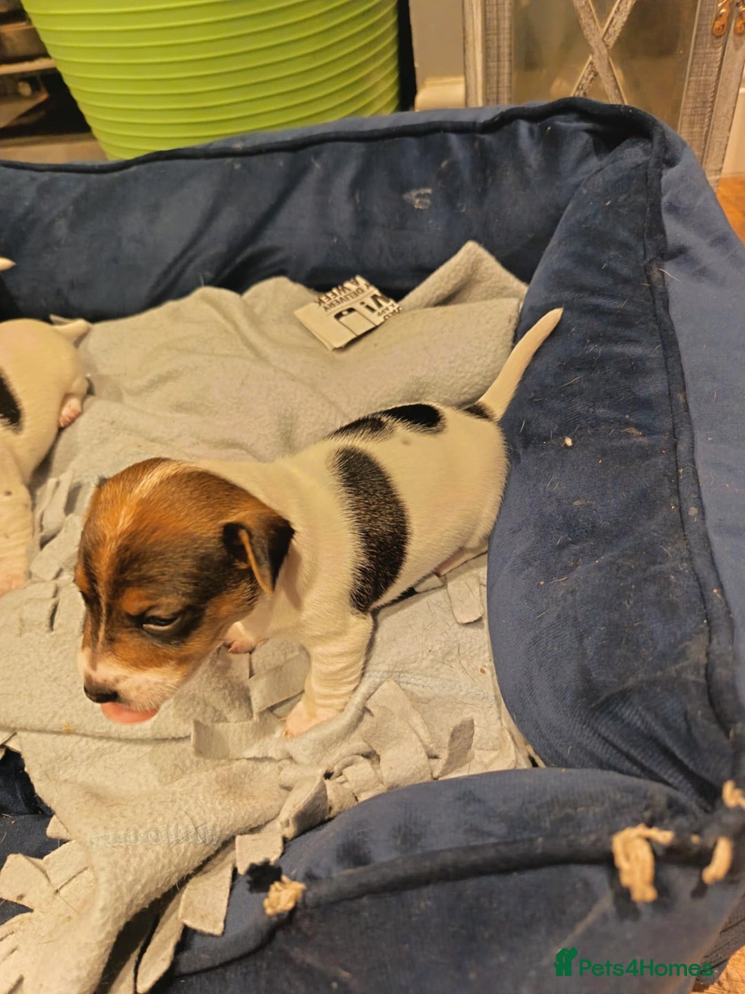 Jack Russell dogs for sale: Jack russle pups for sale - Advert 5