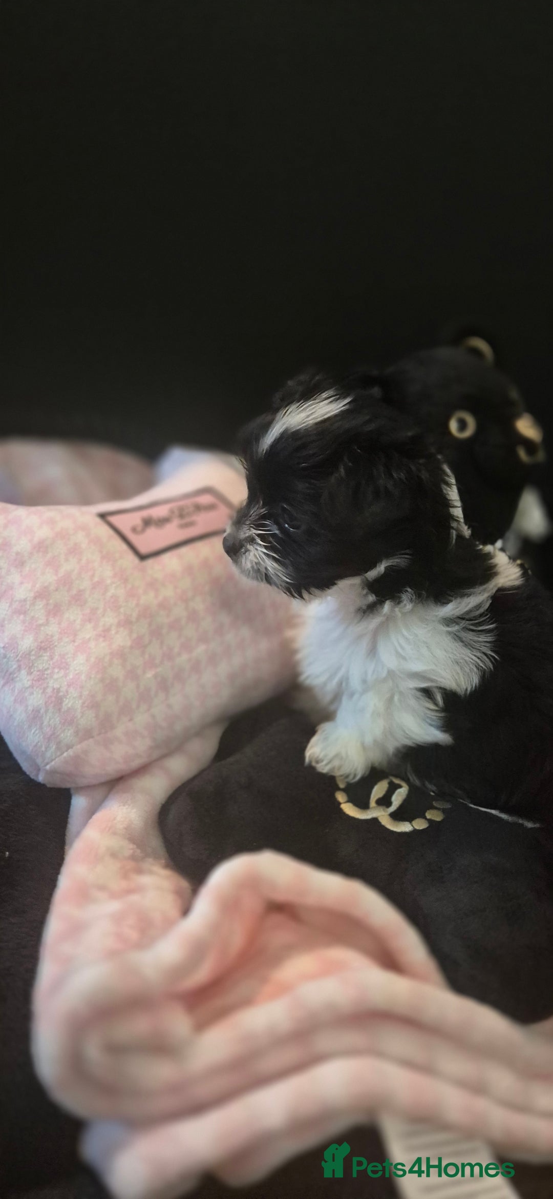 Yorkshire Terrier dogs for sale: Beautiful Biewer Yorkshire terrier puppies  - Advert 14