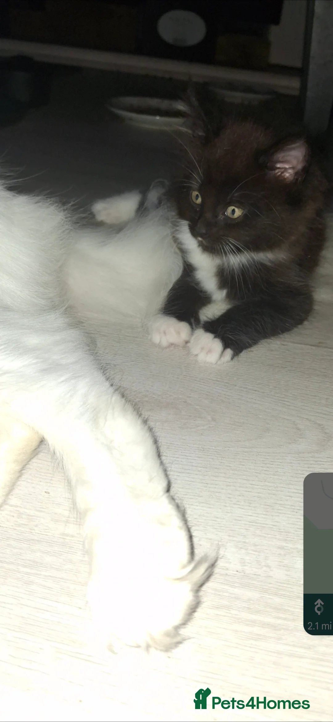Maine Coon cats for sale: Maine coon cross kittens - Advert 2