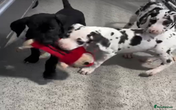 Great Dane dogs for sale: Fully DNA Tested & CLEAR Great Dane Pups - Image 2