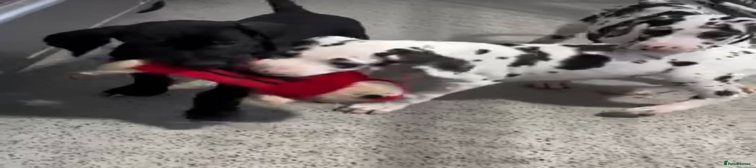 Great Dane Puppy 1
