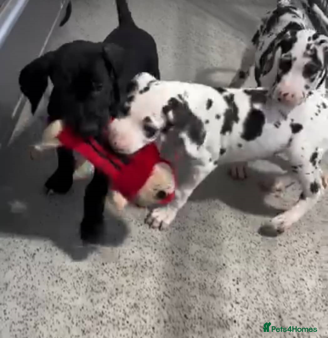 Great Dane dogs for sale: Fully DNA Tested & CLEAR Great Dane Pups - Image 2